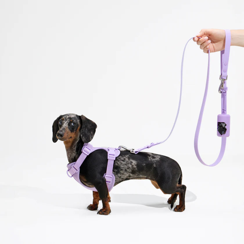 Doxie Walk Set
