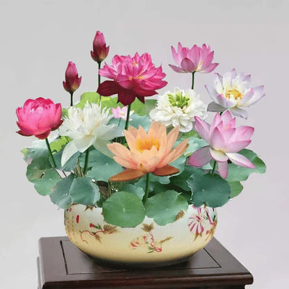 🌸[7 days germination]💐The Sacred Bonsai Bowl Lotus Flower