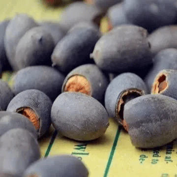 🌸[7 days germination]💐The Sacred Bonsai Bowl Lotus Flower