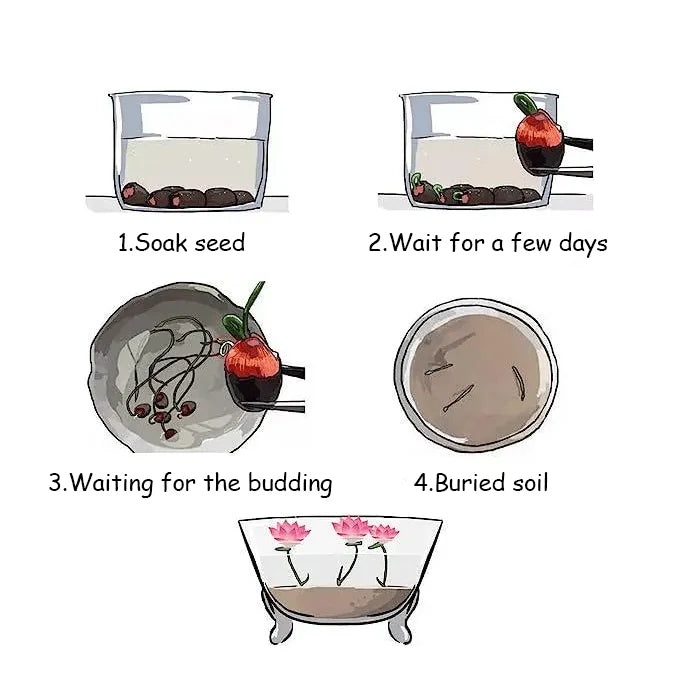 🌸[7 days germination]💐The Sacred Bonsai Bowl Lotus Flower